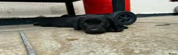Labrador Retriever dogs for sale: 3 boys Labrador puppy’s ready to leave - Advert 8