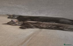 Domestic Shorthair cats for sale: Ragdoll x Domestice Short-hair  - Image 2