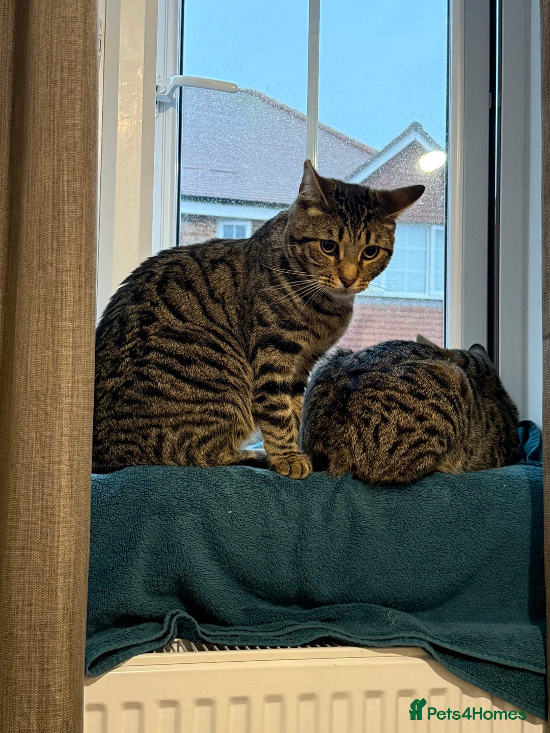 Mixed Breed cats for sale: Identical Twin boys Ralph & Felix  - Advert 4