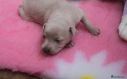 Italian Greyhound dogs for sale: Beautiful Italian greyhounds - Polish Bloodlines - Image 13