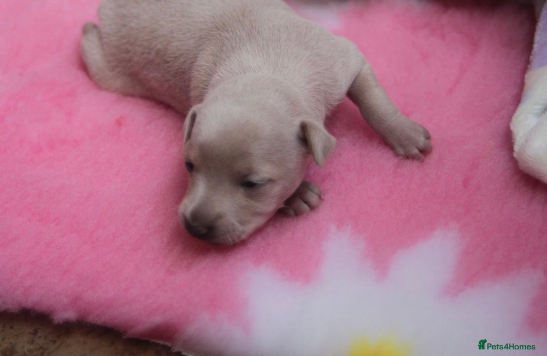 Italian Greyhound dogs for sale: Beautiful Italian greyhounds - Polish Bloodlines - Image 13