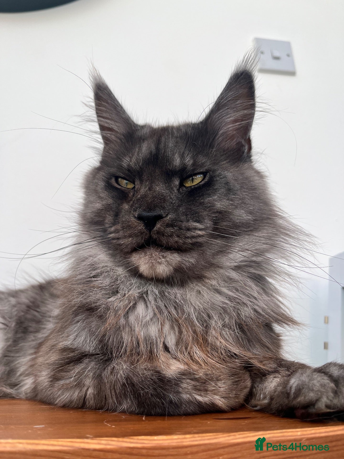 Maine Coon cats Proven GCCF & TICA Black Smoke stud - Advert 1