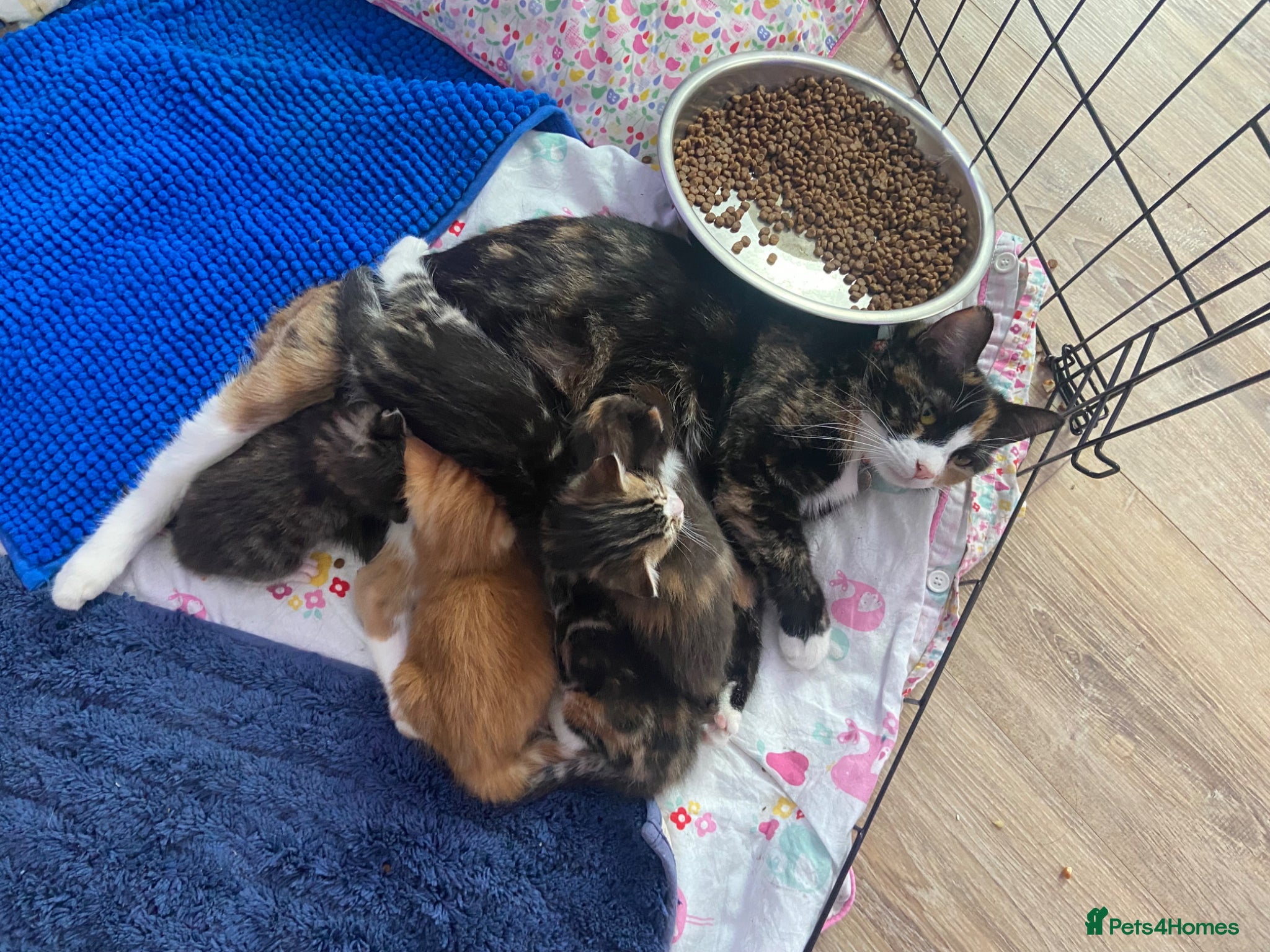 British Shorthair cats Stunning, well handled kittens ready to leave mum! - Advert 1