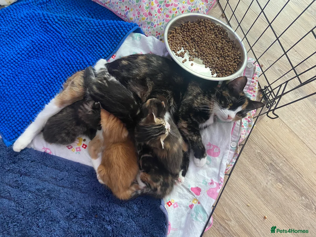 British Shorthair cats for sale: Stunning, well handled kittens ready to leave mum! - Advert 1