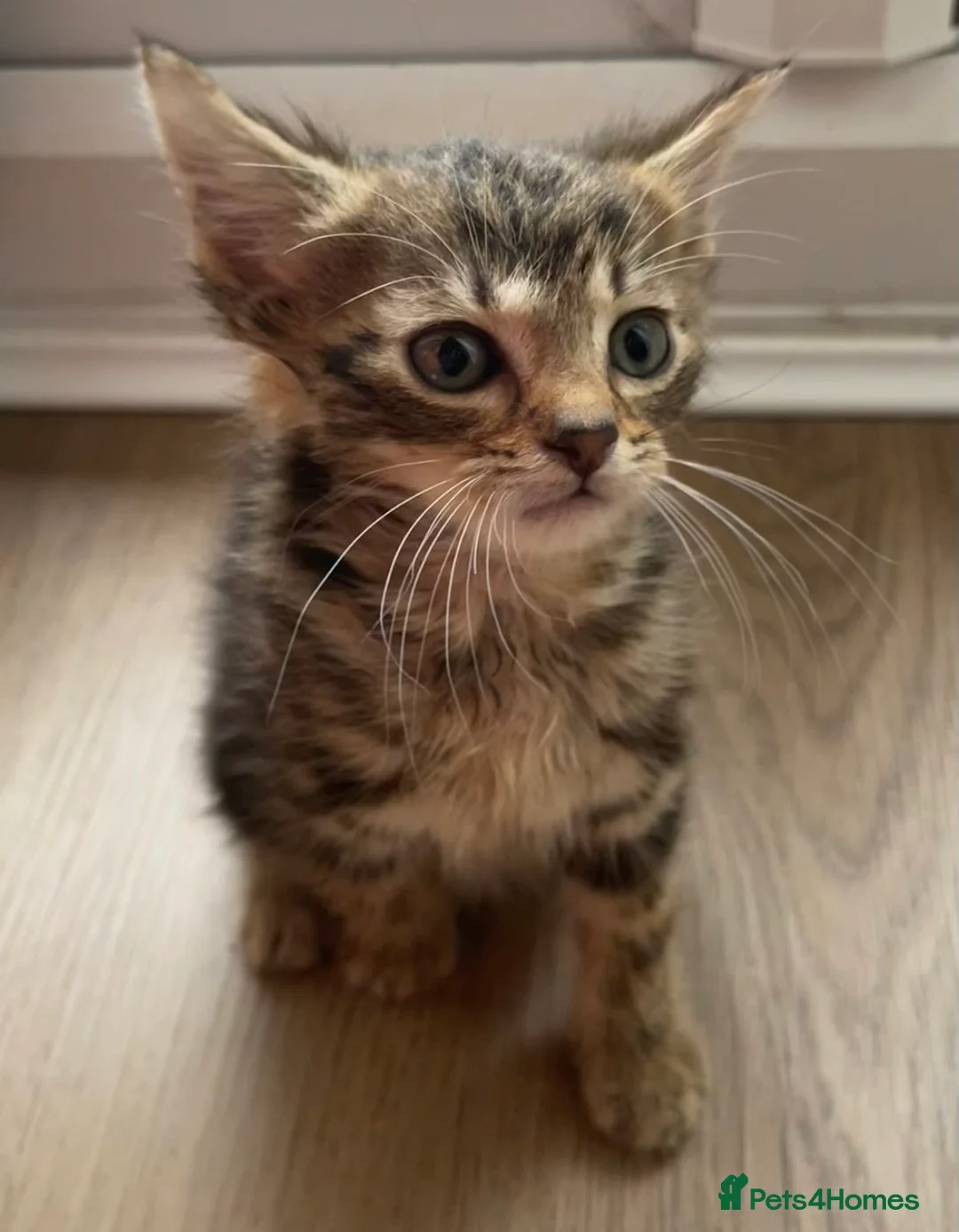 British Shorthair cats for sale: 4 x Beautiful Tortoiseshell Kittens  - Advert 5