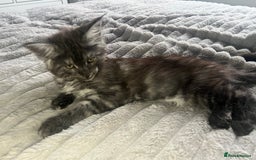 Maine Coon cats for sale: XXL Maine Coon Kittens Double TICA Champion lines  - Image 35