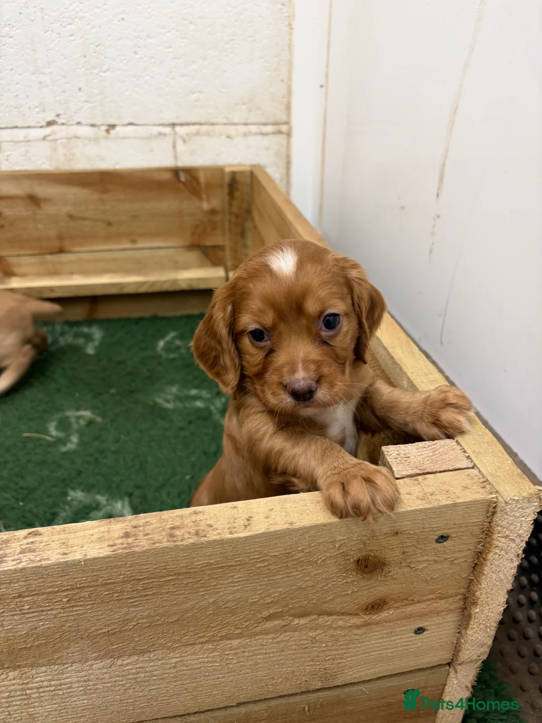 Cocker Spaniel dogs for sale: Red KC Reg Working Cocker Pups - Advert 11