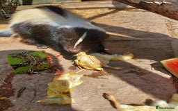 Mixed Breed rodents for sale: Gorgeous skunk - Image 4