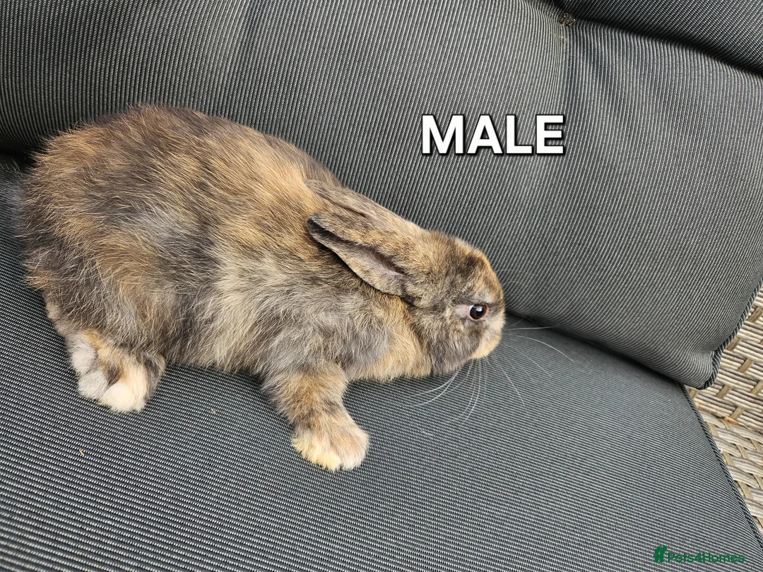 Mini Lop rabbits for sale: Mini lops  - Advert 19