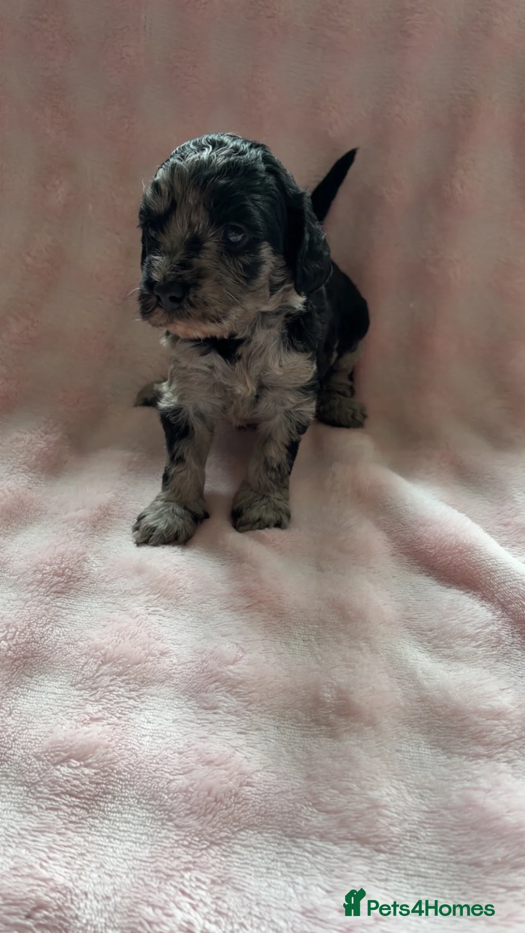 Cockapoo dogs for sale: TOP CLASS PUPPIES  - Advert 9