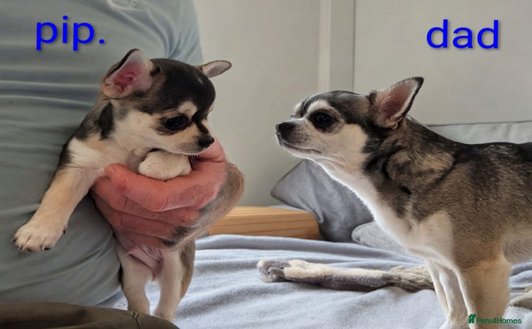 Chihuahua dogs - Advert 14