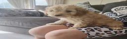 Cavapoo dogs for sale: Cavapoo puppys - Advert 4