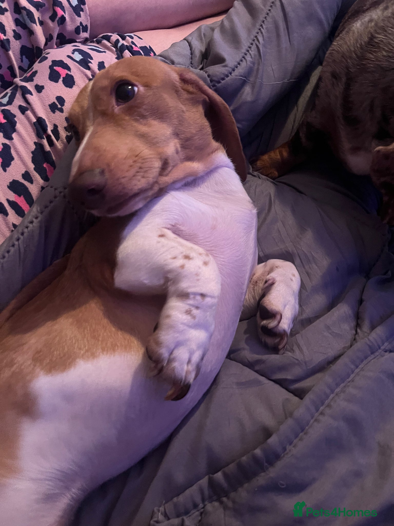 Miniature Dachshund dogs Top quality dachshund stud available  - Advert 1