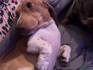 Miniature Dachshund dogs Top quality dachshund stud available - Advert 1