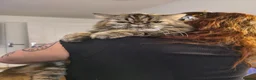 Persian cats for sale: Persian x maincoon  - Advert 6