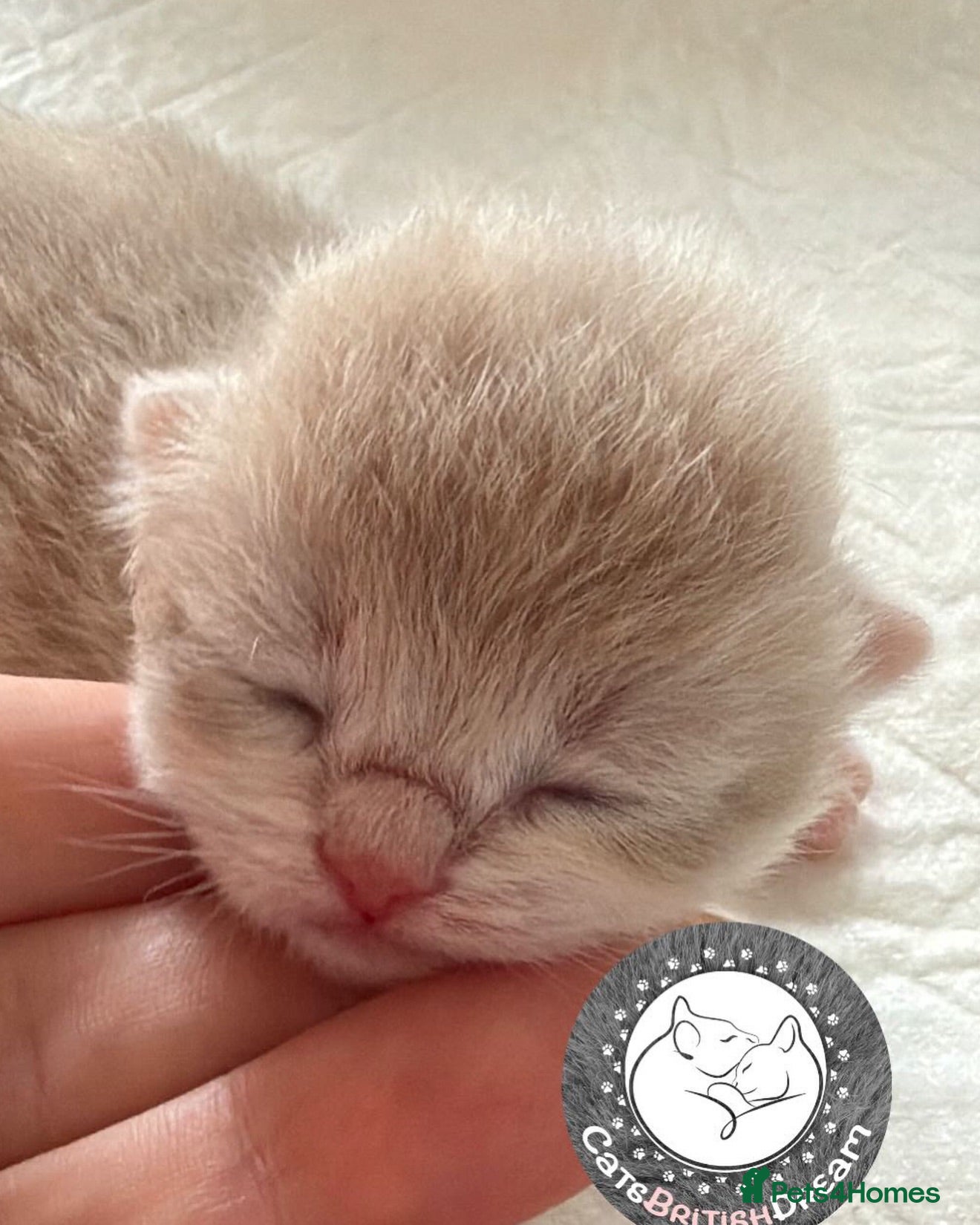British Shorthair cats Exception quality,Champion bloodlines GCCF/TICA🏆 - Advert 1
