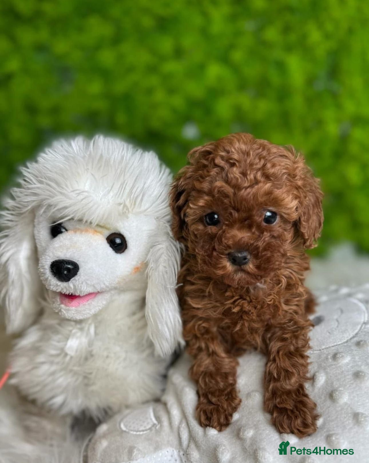 Toy Poodle dogs Teddy face Asian toy poodle girls  - Advert 6