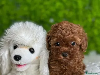 Toy Poodle dogs Teddy face Asian toy poodle girls - Advert 6
