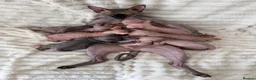 Sphynx cats for sale: 🐾 Beautiful Sphynx Kittens – Raised With Love 🐾 - Advert 2