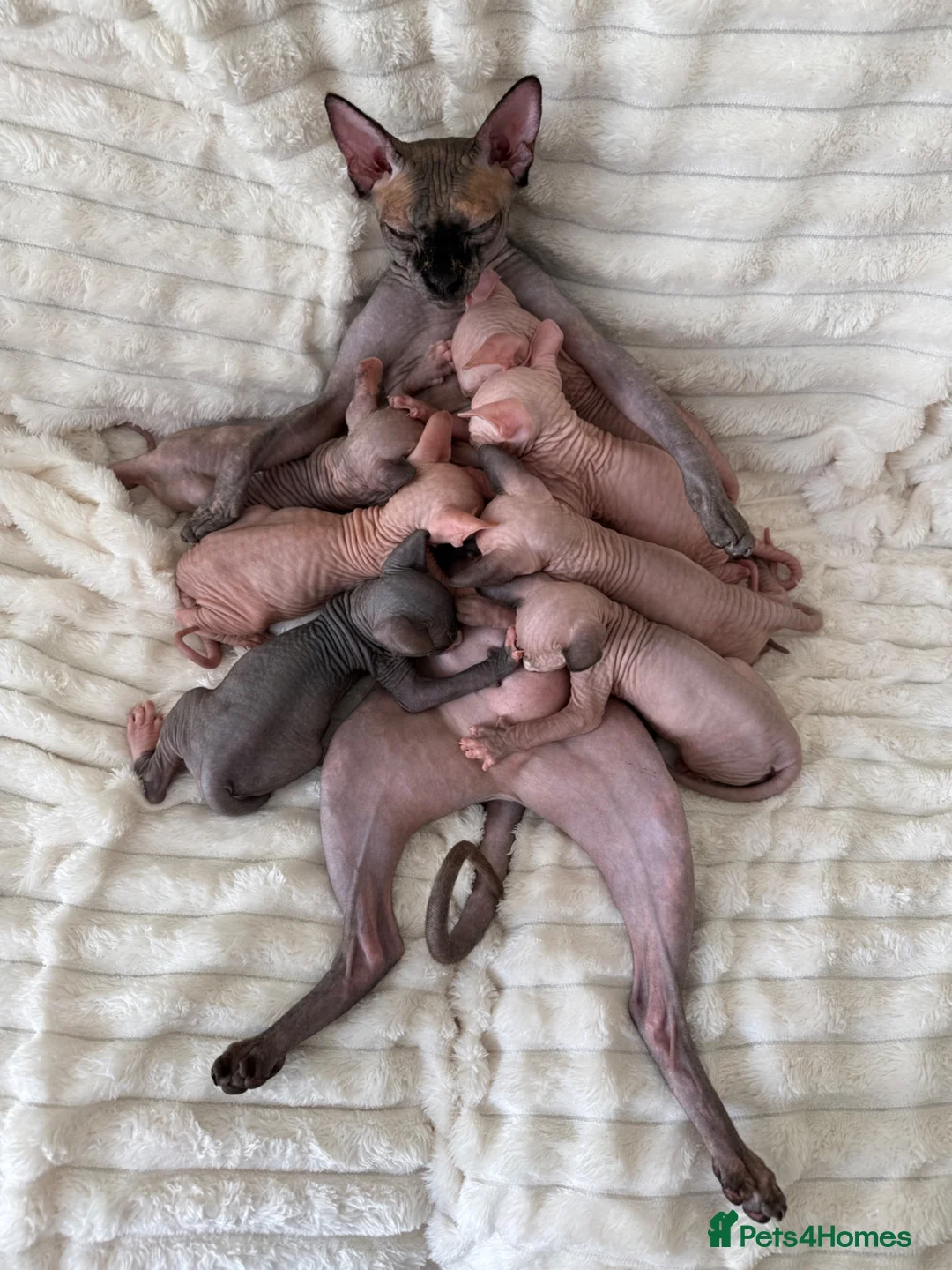 Sphynx cats for sale: 🐾 Beautiful Sphynx Kittens – Raised With Love 🐾 - Advert 2