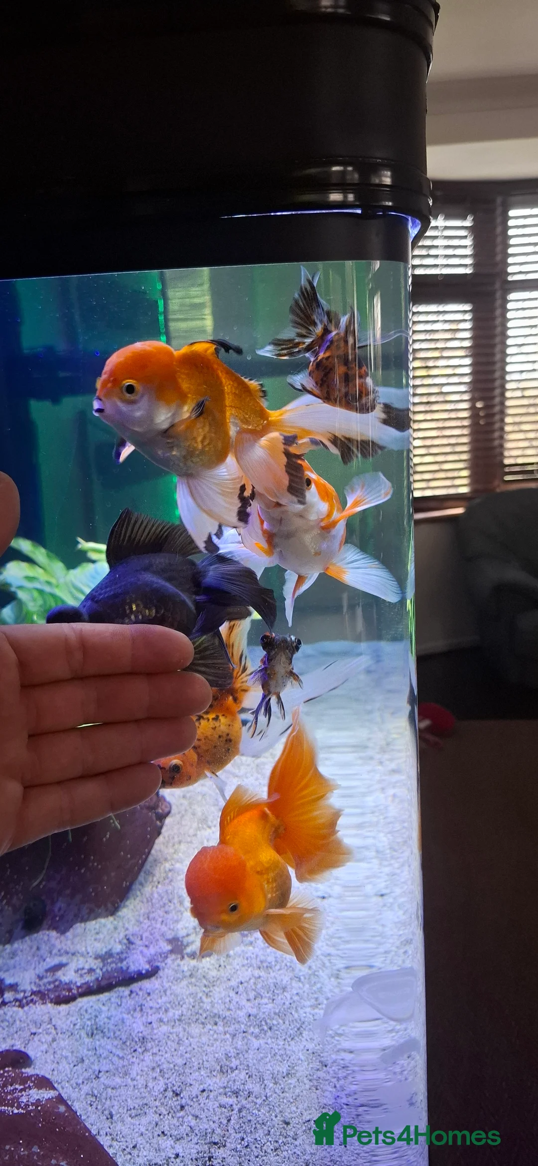 Goldfish fish for sale: Goldfish fancy oranda moor - Advert 13