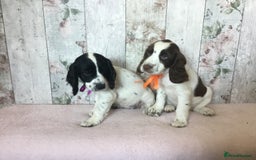 Cocker Spaniel dogs for sale: Well socialised Pedigree Cocker pups - Image 11