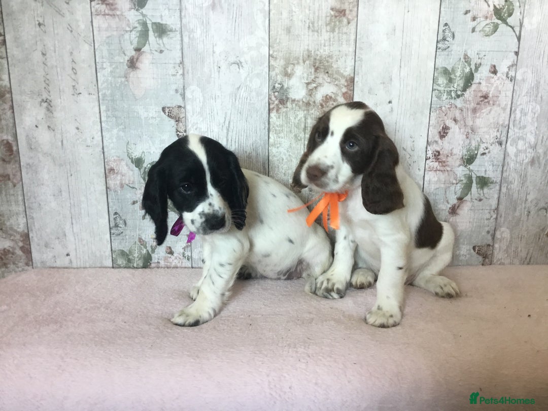 Cocker Spaniel dogs for sale: Well socialised Pedigree Cocker pups - Image 11