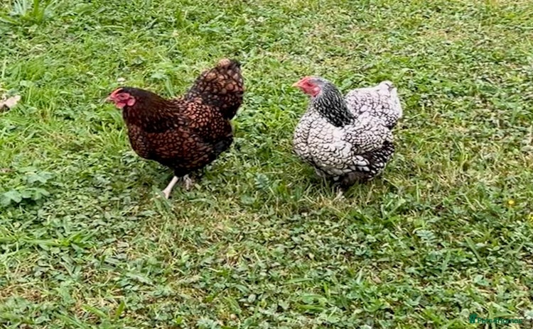 Chickens poultry - Advert 5