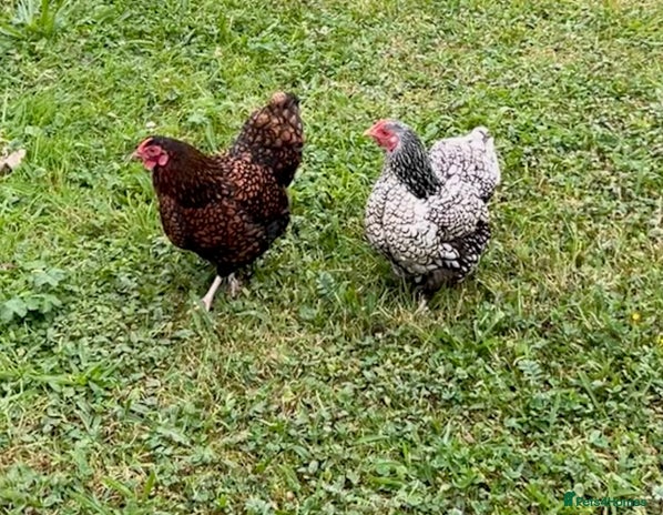 Chickens poultry - Advert 10