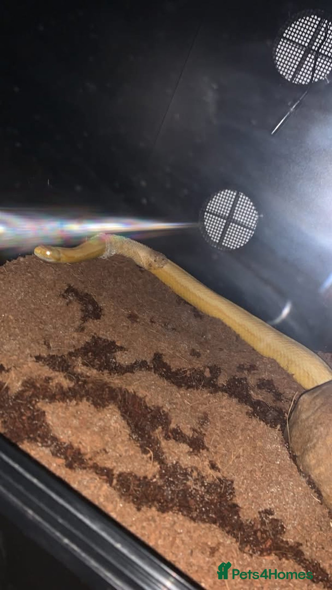 Snake reptiles for sale: Boa constrictor and Corn snake - Advert 10