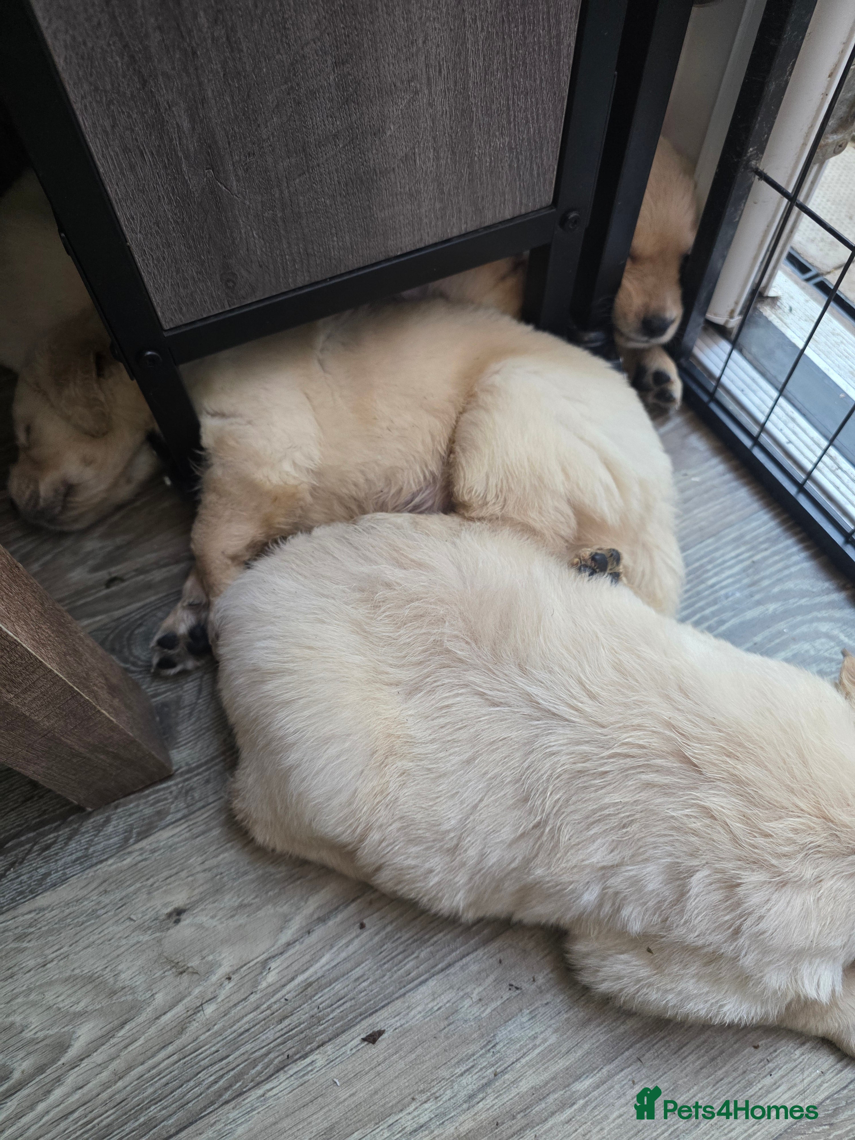 Golden Retriever dogs 8 Beautiful Fluffy Golden Retrievers - Advert 2