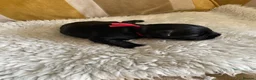 Miniature Schnauzer dogs for sale: Miniature Schnauzers  in Haverhill - Advert 3
