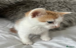 British Shorthair cats for sale: 4 Beautiful babies looking for there forever homes - Image 12