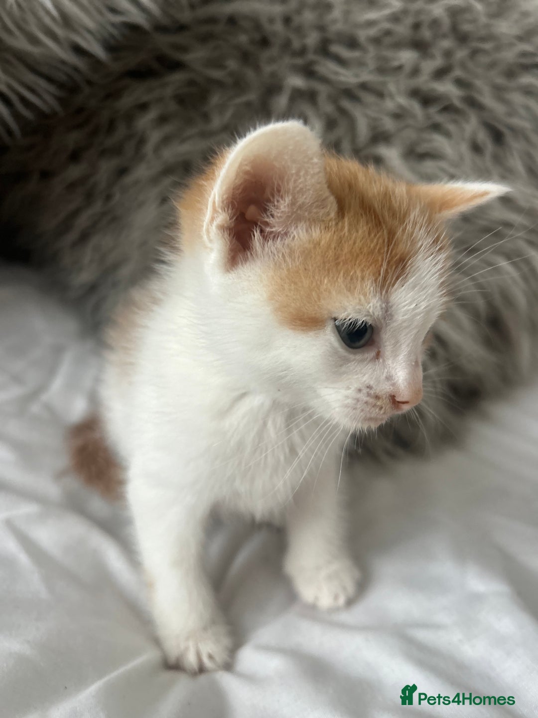 British Shorthair cats for sale: 4 Beautiful babies looking for there forever homes - Image 12