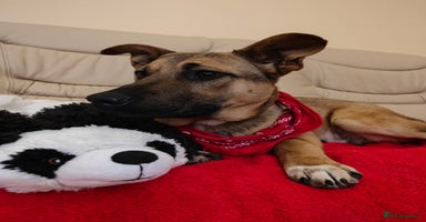 Mixed Breed dogs 💙Lord – a 7-month-old lower-medium boy💙 - Advert 1