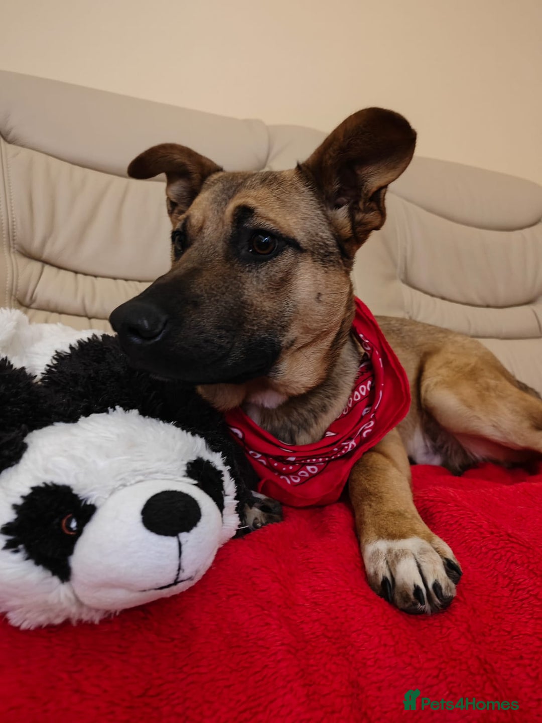 Mixed Breed dogs for adoption: 💙Lord – a 7-month-old lower-medium boy💙 - Advert 2