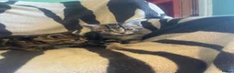Mixed Breed cats for sale: 5 Beautiful kittens available  - Advert 5