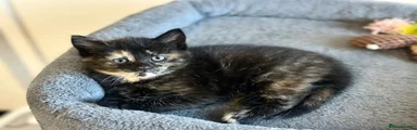 Mixed Breed Kitten 3