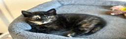 Mixed Breed cats for sale: 4 kittens  - Advert 5