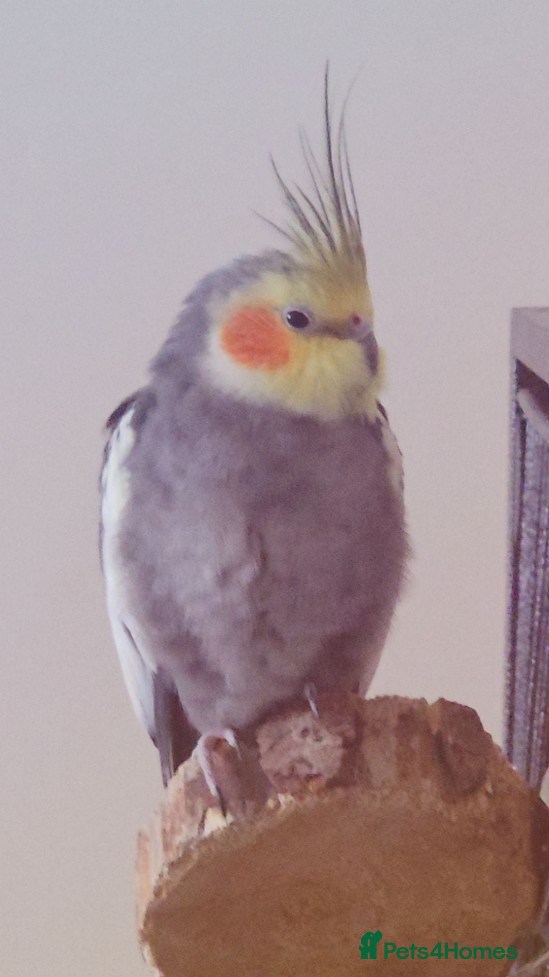Cockatiels birds for sale: My two lovely cocktails - Image 2
