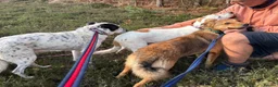 Mixed Breed dogs for adoption: Jessie - Norwich Norfolk  in Norwich - Advert 8