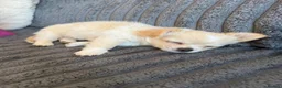 Chihuahua dogs for sale: Beautiful longhaired male puppy Ready to go 🐾 - Advert 8