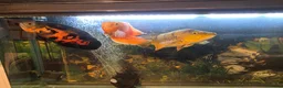 Cichlids fish for sale: Chilli red Oscar & Tiger Oscar  - Advert 5