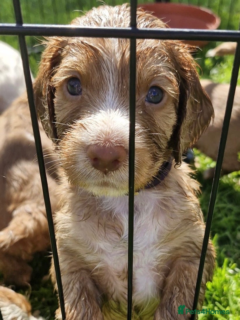 Cocker Spaniel dogs Cocker Spaniel Puppies only 2 Girls left.  - Advert 17