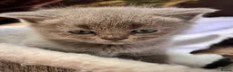 Selkirk Rex cats for sale: Gorgeous Selkirk rex kittens 😻 - Advert 27