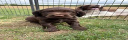 Sprocker dogs for sale: Fully Health Tested F1 Sprocker Spaniels - Advert 3