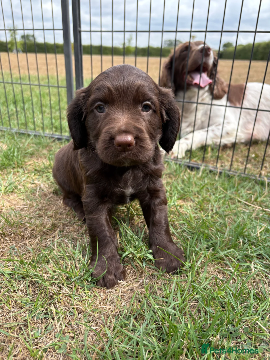 Sprocker dogs for sale: Fully Health Tested F1 Sprocker Spaniels - Advert 10