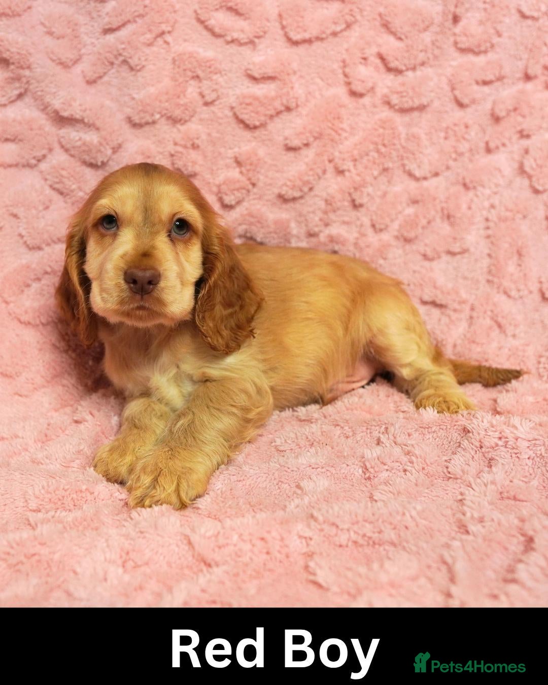 Cocker Spaniel dogs Quality, Show Type, Cocker Spaniel Puppies - Advert 1
