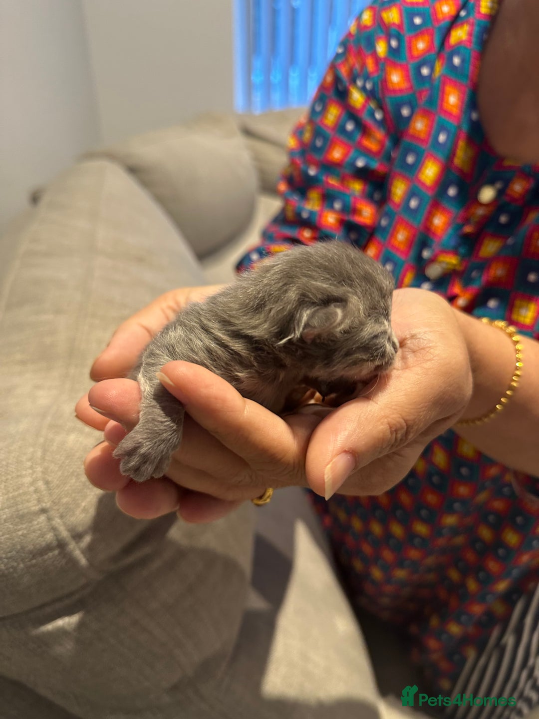 British Shorthair cats for sale: BRITISH SHORT HAIR KITTENS FOR SALE - Image 3