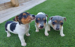 Jack Russell dogs for sale: Jack russell pups  - Image 4